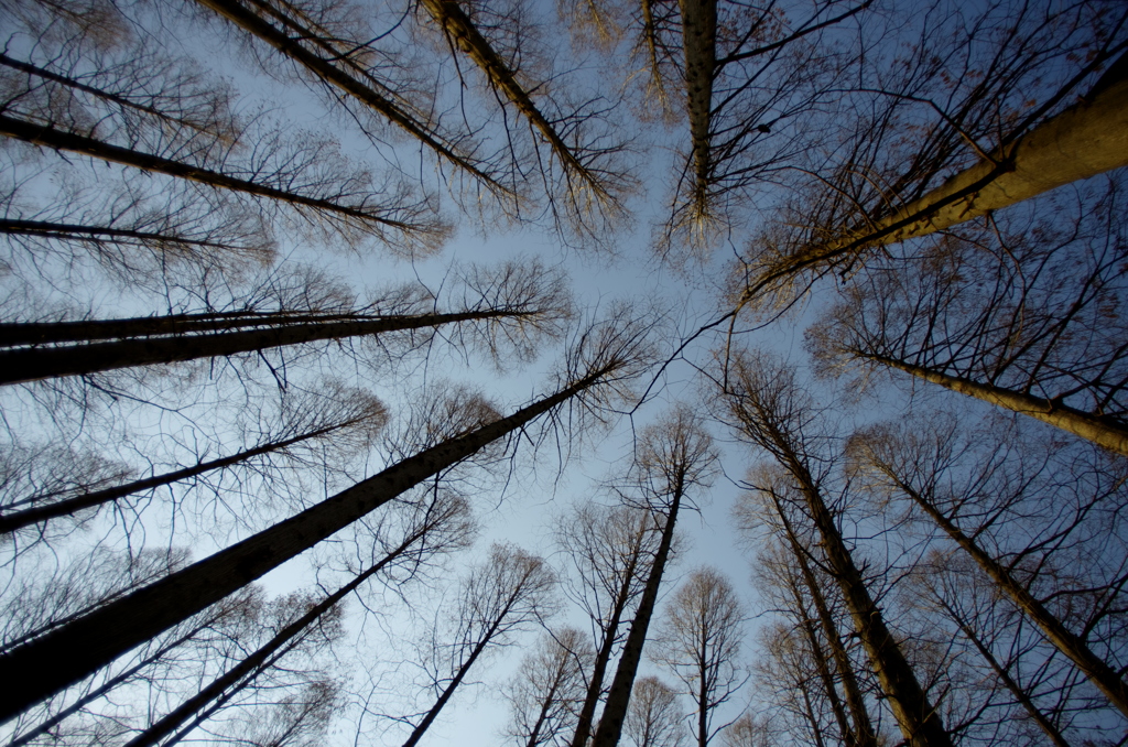 Metasequoia (2)