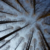 Metasequoia (2)