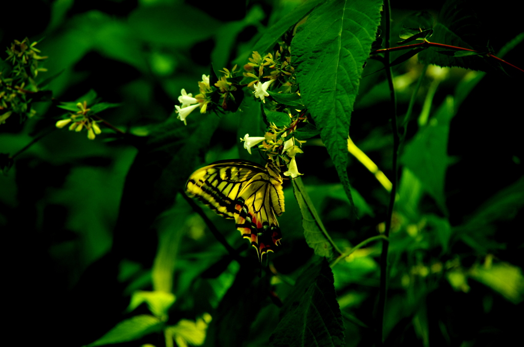 From Flower to Flower
