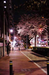 Sakura sidewalk
