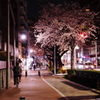 Sakura sidewalk