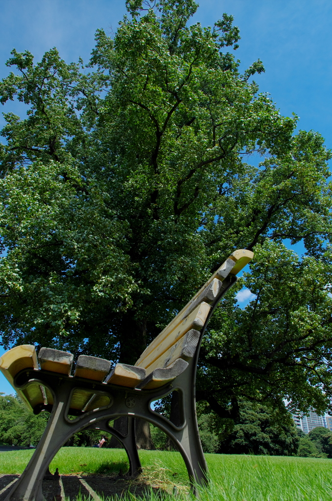 Bench and a Tree