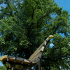 Bench and a Tree