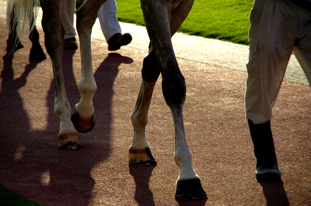 Clip-Clop