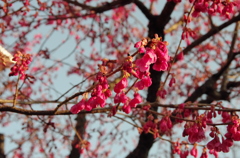 Prunus Campanulata