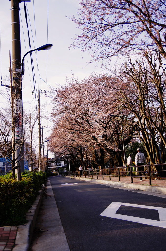 Sakura 5pm