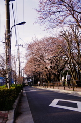 Sakura 5pm
