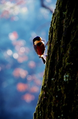 Varied Tit