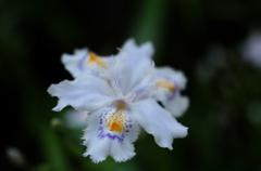 Iris japonica