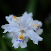 Iris japonica