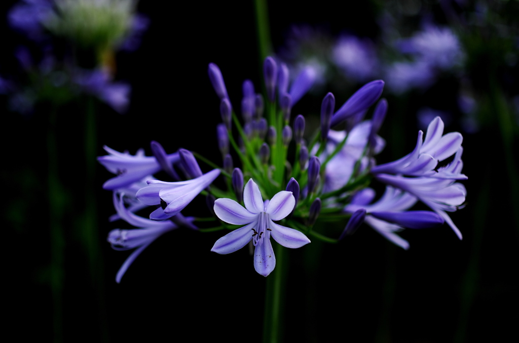 Agapanthus