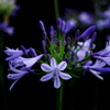 Agapanthus