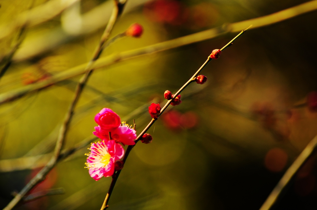 Plum