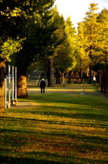 Oasis Under Gingko