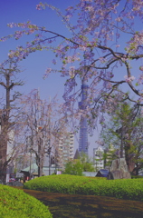 Skytree through sakura curtain