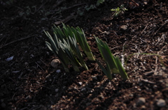 Sprouting