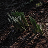 Sprouting