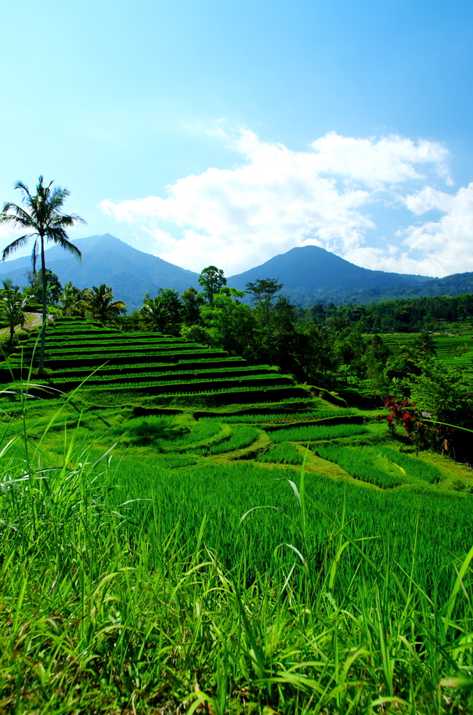 Another Shot of Mt. Batukaru