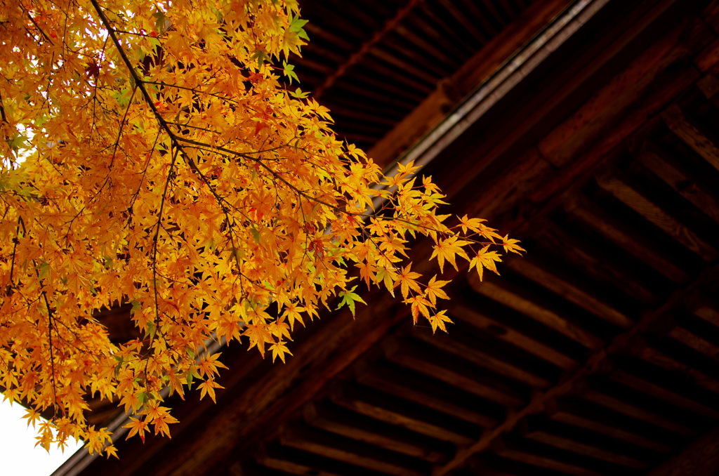 Golden Yellow