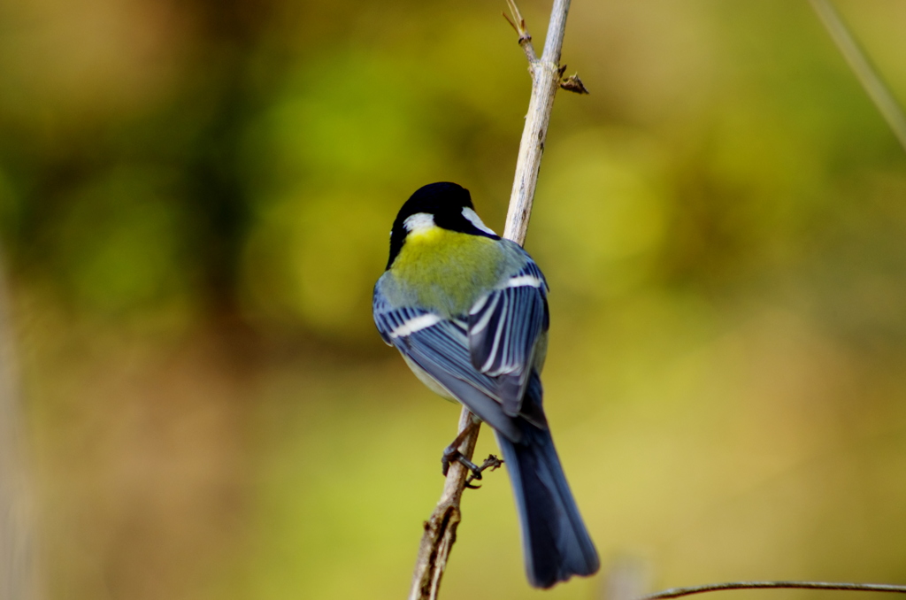 Green Back