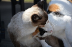 生き物 猫 ミックス（猫） 仲良し