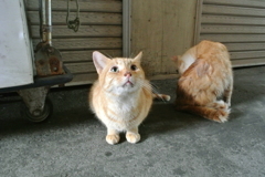 伊勢猫