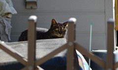 ねこ