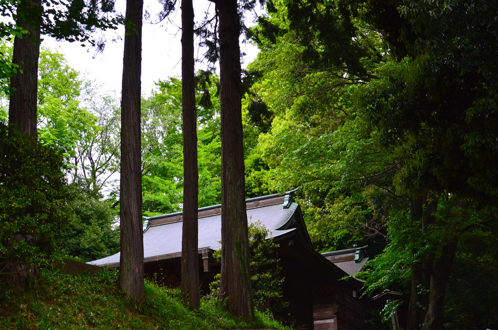 空に伸びる杉