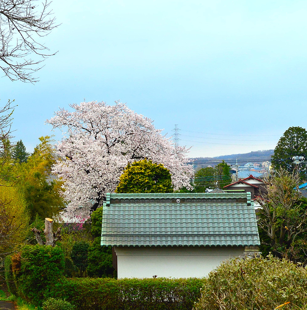 一本桜