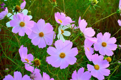 桃秋桜