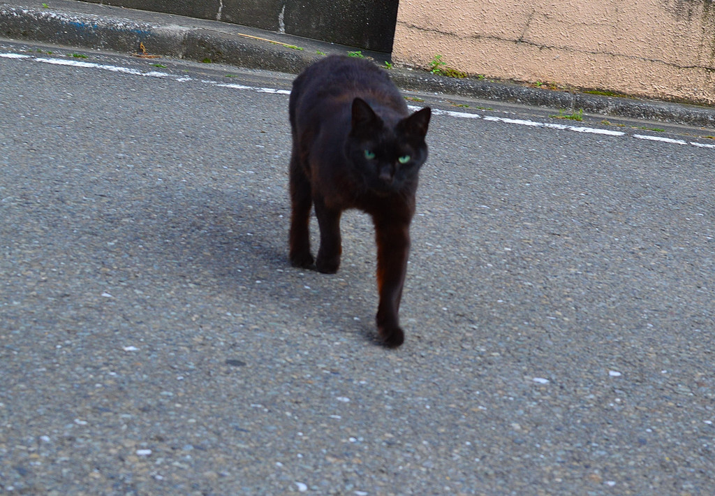 向かって来るジジ