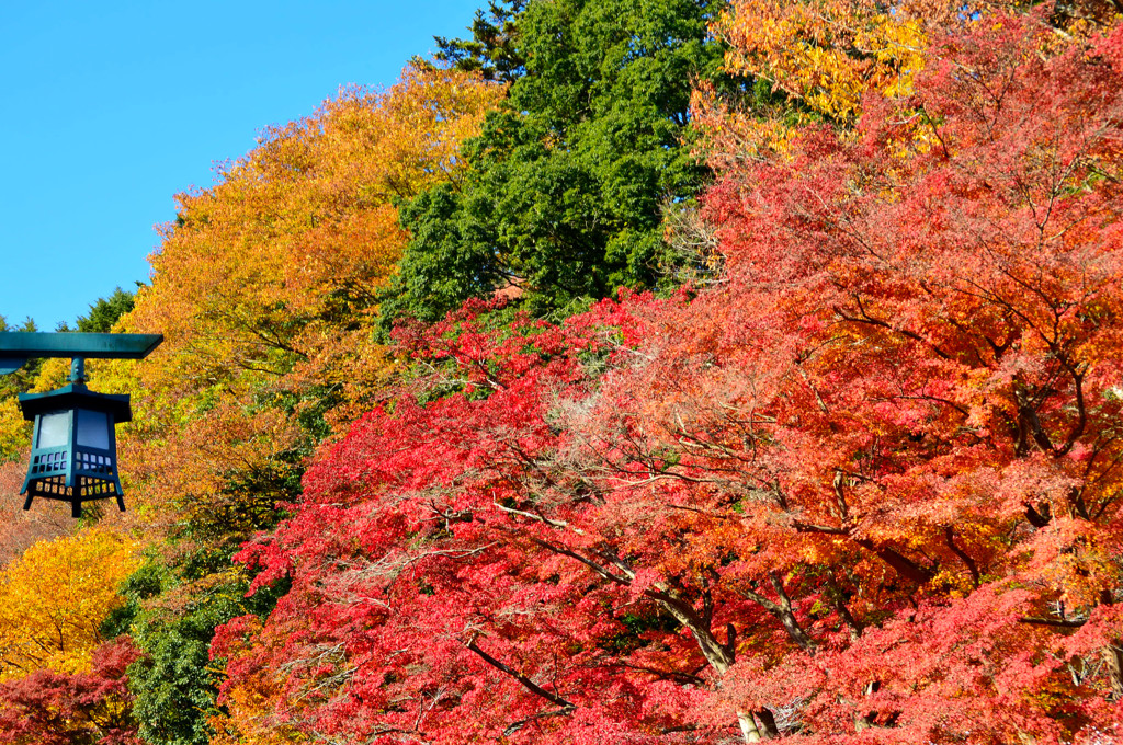 三色紅葉