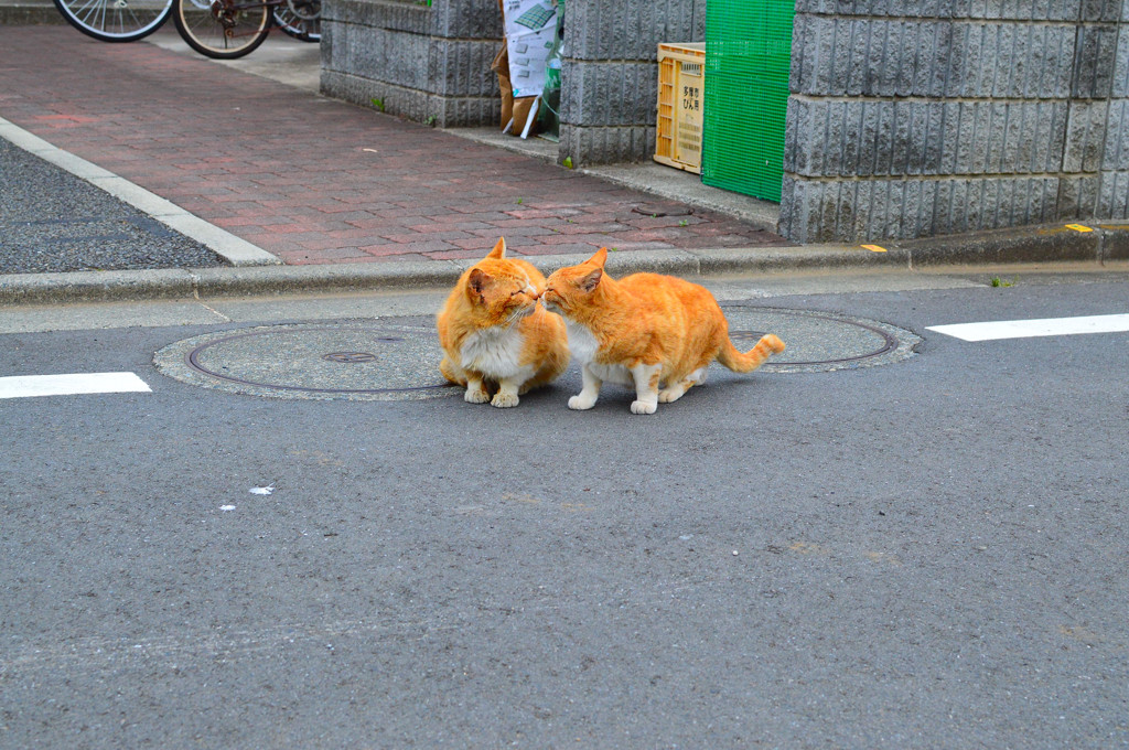 ～なかよしにゃ～