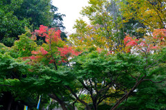 紅葉