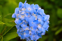 紫陽花(青)