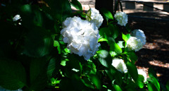 白紫陽花