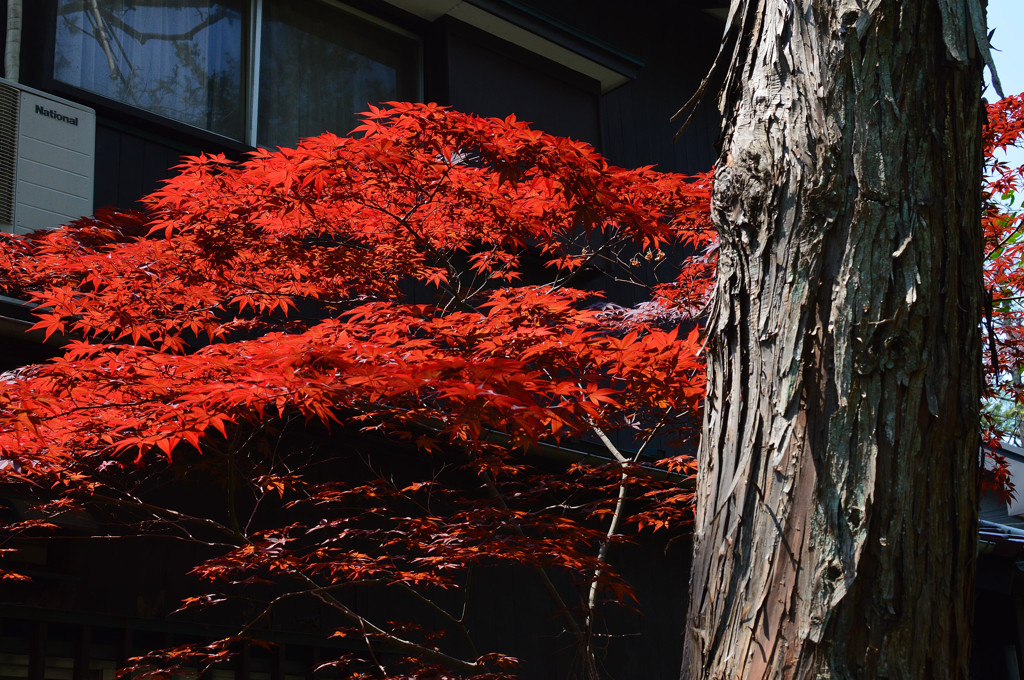 季節外れの紅葉
