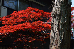 季節外れの紅葉