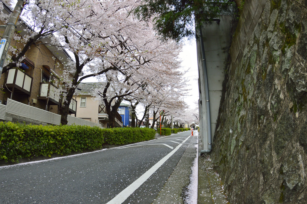桜坂