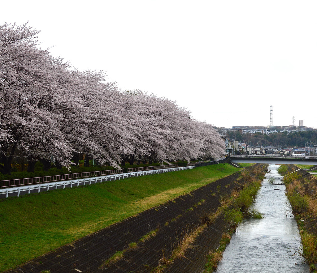 川沿いの桜