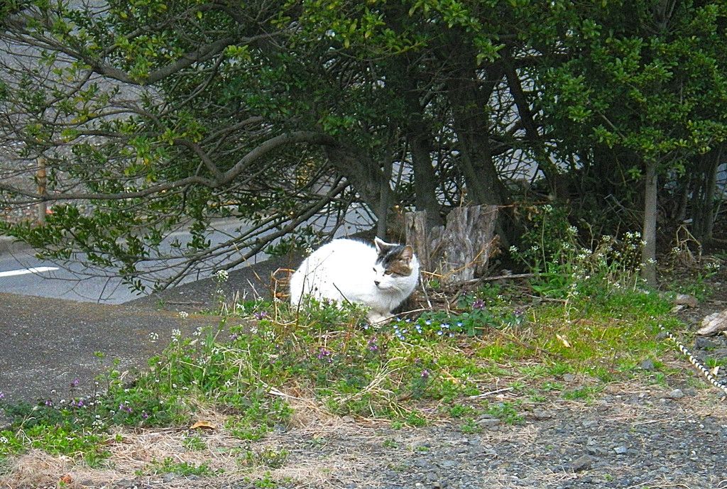 野良ネコ