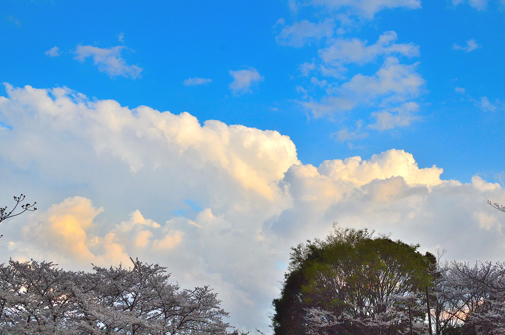 Sakura Cloud sky　