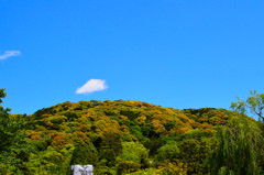 円山公園から
