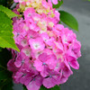 紫陽花(赤紫)