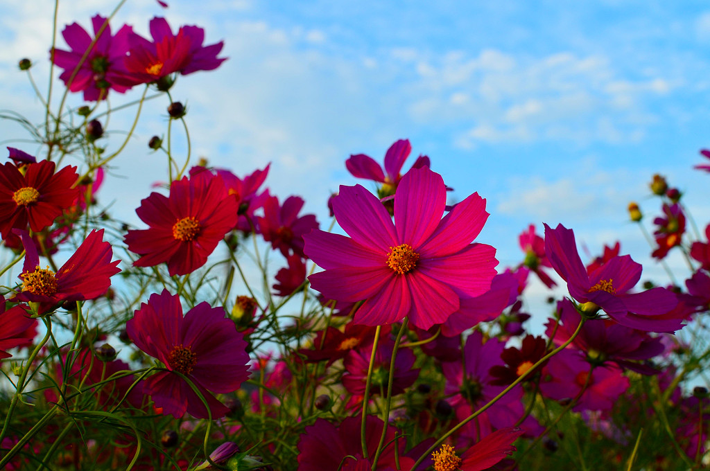 赤秋桜