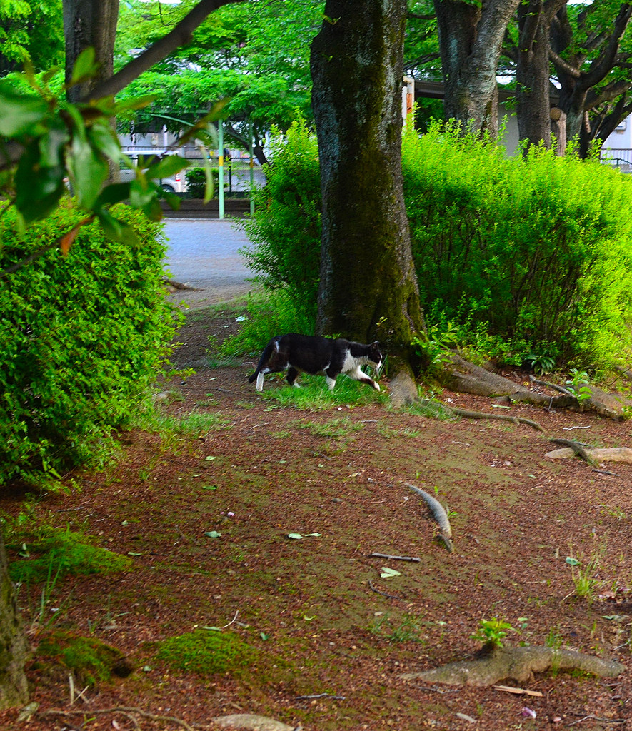 あぁ､逃げ出した猫