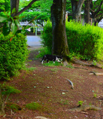 あぁ､逃げ出した猫