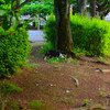 あぁ､逃げ出した猫