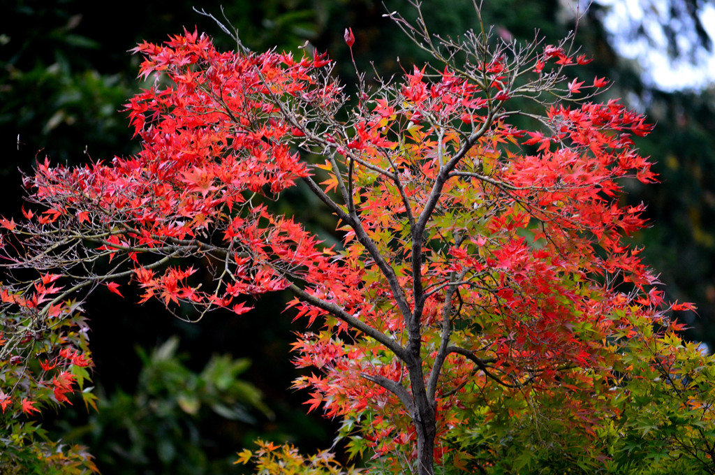 紅葉～もみじ～