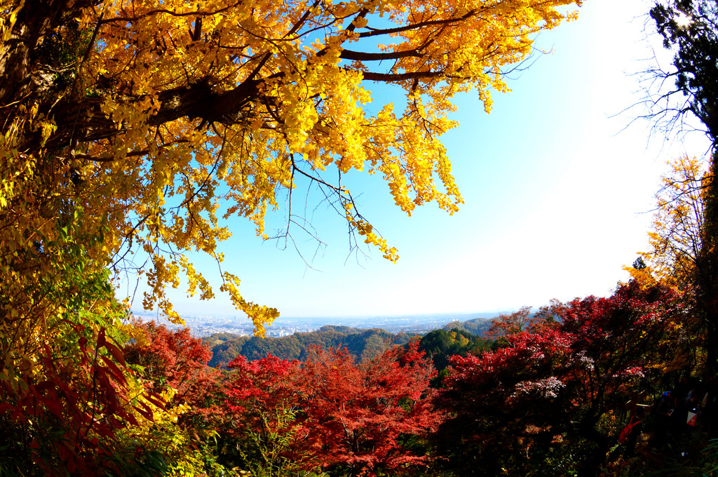 中腹から見る風景